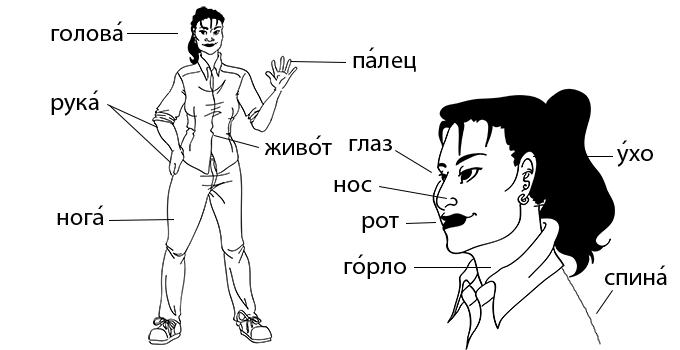 images of body and head lableled to match information in table that follows